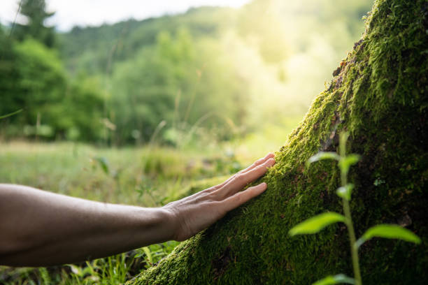 Best Tree Trimming and Pruning  in USA